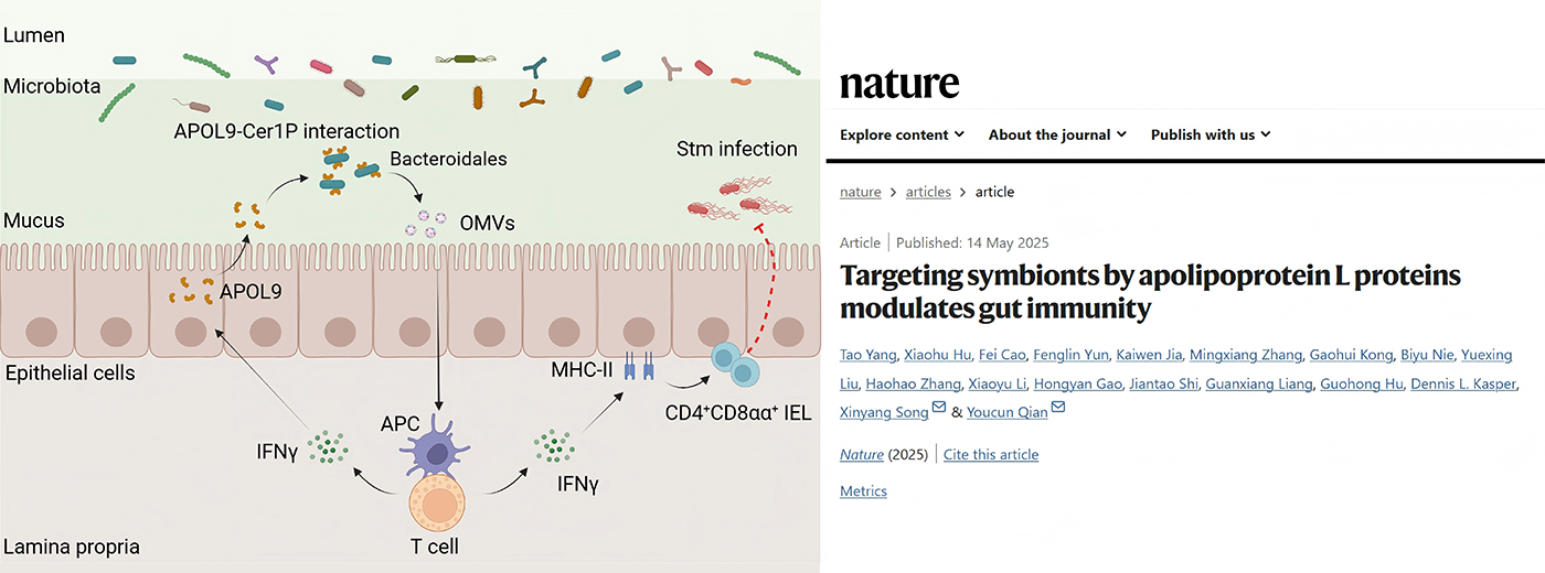 Nature|營養(yǎng)與健康所錢友存研究組合作揭示新型載脂蛋白-共生菌鞘脂互作調(diào)控腸道黏膜穩(wěn)態(tài)新機制